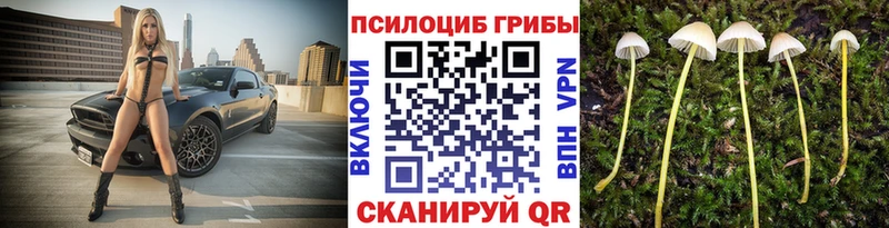 Псилоцибиновые грибы Cubensis как найти закладки Наволоки